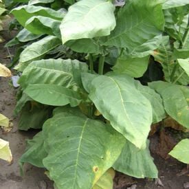 Scantic, Tobacco Seed